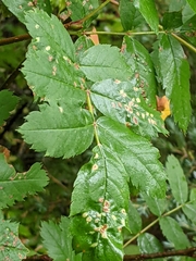 Sorbus sitchensis