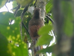 Dendrocolaptes sanctithomae