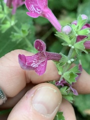 Stachys chamissonis cooleyae