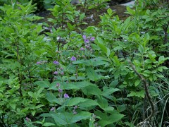 Nothochelone nemorosa