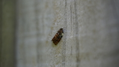 Acroceuthes metaxanthana