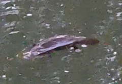 Ornithorhynchus anatinus