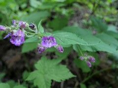 Nothochelone nemorosa