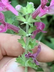 Stachys chamissonis cooleyae