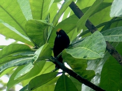 Tachyphonus delatrii