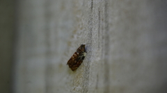 Acroceuthes metaxanthana