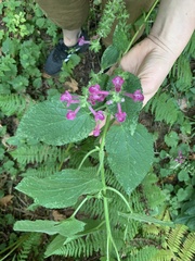 Stachys chamissonis cooleyae