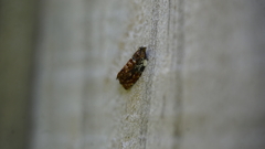 Acroceuthes metaxanthana