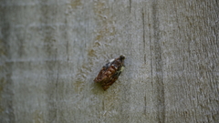 Acroceuthes metaxanthana