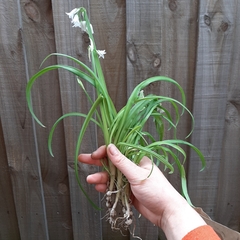 Allium triquetrum