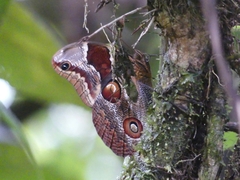 Catoblepia orgetorix