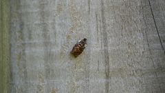 Acroceuthes metaxanthana