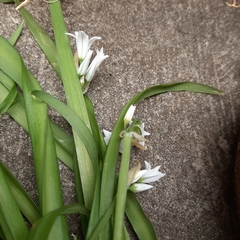 Allium triquetrum