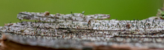 Chaenothecopsis pusilla