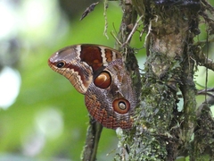 Catoblepia orgetorix