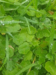 Hydrocotyle hirta