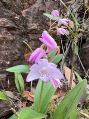 Dendrobium kingianum