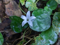 Geophila repens