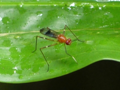 Micropezidae