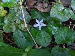 Geophila repens