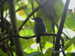 Thamnophilus atrinucha