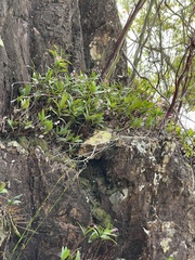 Dendrobium kingianum