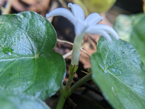 snake pennywort