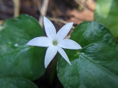 Geophila repens