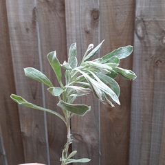 Chrysocephalum apiculatum