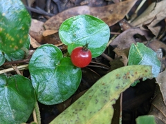Geophila repens