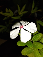Catharanthus