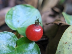 Geophila repens