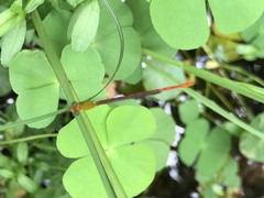 Ceriagrion auranticum