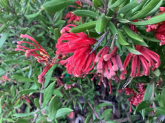 Grevillea