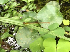 Ceriagrion auranticum