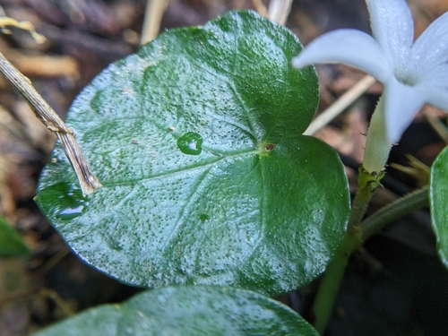 snake pennywort
