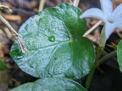 Geophila repens