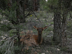 Cervus canadensis canadensis