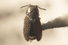 Melyridae