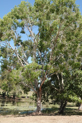 Melaleuca leucadendra