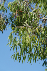 Melaleuca leucadendra