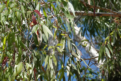 Melaleuca leucadendra