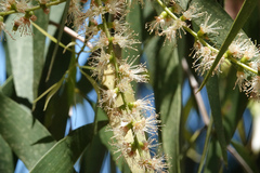 Melaleuca leucadendra