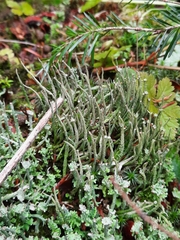 Cladonia cornuta