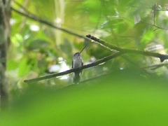 Androdon aequatorialis