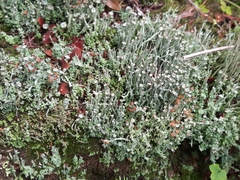 Cladonia cornuta