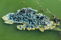 Cyanophyceae