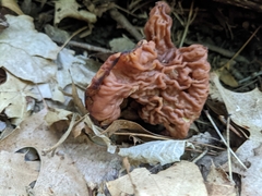 Gyromitra esculenta