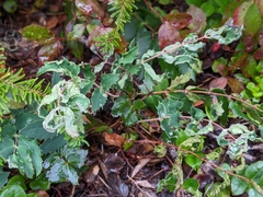 Aceria caliberberis