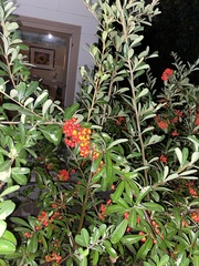 Pyracantha